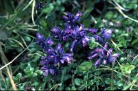 Heath Milkwort