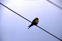 A swallow on a power line