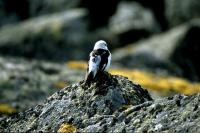 A Snow Bunting on Ronas Hill.