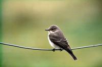 A Spotted Flycatcher