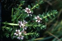 Sea Milkwort grows along the ground in salty places