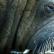 A very close shot of the Walrus
