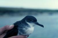 A Manx Shearwater in close-up