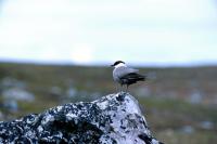 An Arctic Skua keeps watch