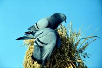 Rock Doves feed on oats