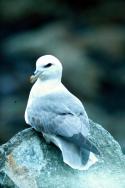 A Fulmar Petrel.