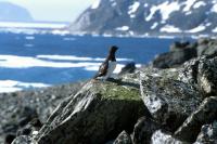 Little Auk