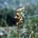 Lesser Twayblade in close-up