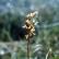 Lesser Twayblade in close-up