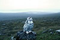 Juvenile Snowy Owl