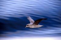 Fulmar (NorthernFulmar)