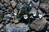 Arctic Sandwort from above