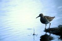 Pectoral Sandpiper