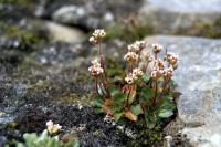 Alpine Saxifrage
