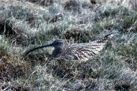 A Curlew nests on the grass