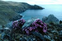 Purple Saxifrage, flowers in April