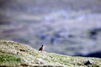 An Ortolan rests on the ground