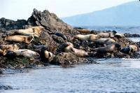Common Seals basking on the shore