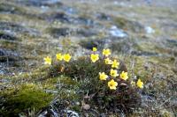 Marsh Saxifrage