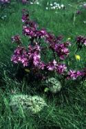 A Herring Gull chick hides under flowers