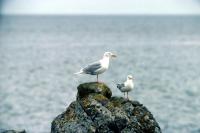 Two Glaucous Gulls perched on a rock