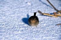 A Twite on a snowy day