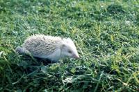An Albino Hedgehog wanders through grass