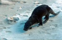 An Otter at Gossabrough. East Yell