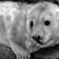 A Grey Seal pup on the rocks