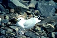 A Common Gull sitting on the nest