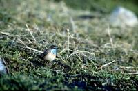  Bluethroat