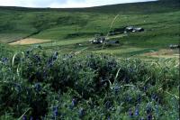 A clump of Tufted Vetch flowers