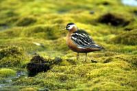 Grey phalarope