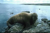 The Walrus rests on the rocks near Gutcher