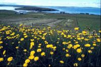 A field of Hawkweed in West Yell
