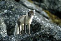 Arctic Fox