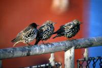 Three Starlings stand on a railing