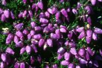 Heather flowers in close-up