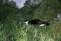 Manx Shearwater caught by camera flash