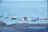 Mixed Group of Common and Steller's Eiders