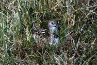 A Dunlin brooding her eggs