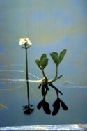 Bogbean flowers rise from the waters.