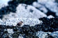 A Wren on the rocks