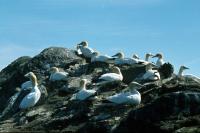 A group of Gannets on the Cliffside