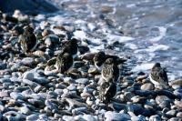 Seven Turnstones on a pebble beach