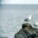 Two Glaucous Gulls perched on a rock