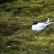 ArcticTern