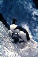A pair of Guillemots and their chick