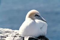 A Gannet rests upon the Cliffside