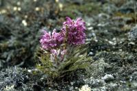 Woolley Lousewort